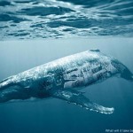 biodiversity-and-biosafety-awareness-whale